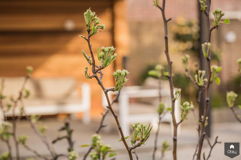 Grote tuin met moestuin-Kamsteeg Tuinen-alle,Tuinen-OBLY